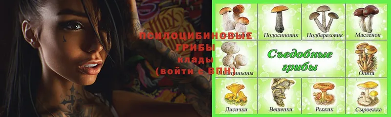 Псилоцибиновые грибы Magic Shrooms  Новокубанск 